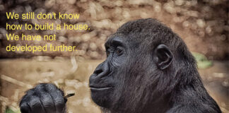 Is the origin of humans the monkey?